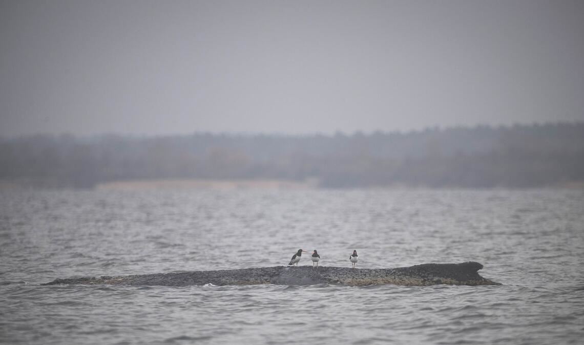 Drei Wasservögel sitzen auf dem Rücken des Wals.