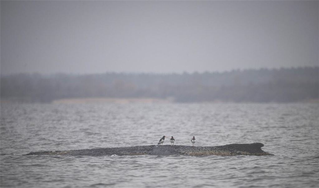 Drei Wasservögel sitzen auf dem Rücken des Wals.
