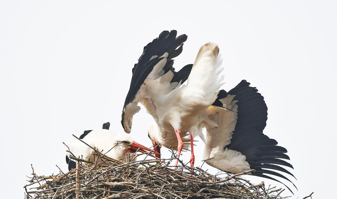 Drei sind einer zu viel. Foto: Bosch