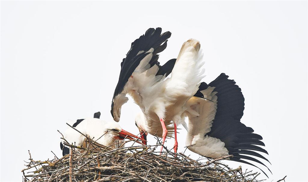 Drei sind einer zu viel. Foto: Bosch
