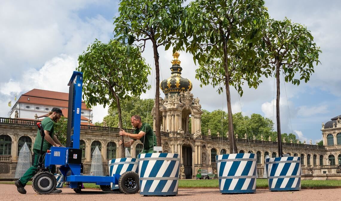 Dresden: Orangenbäumchen kehren nach fünf Jahren ins Sommerquartier im Zwinger-Innenhof zurück