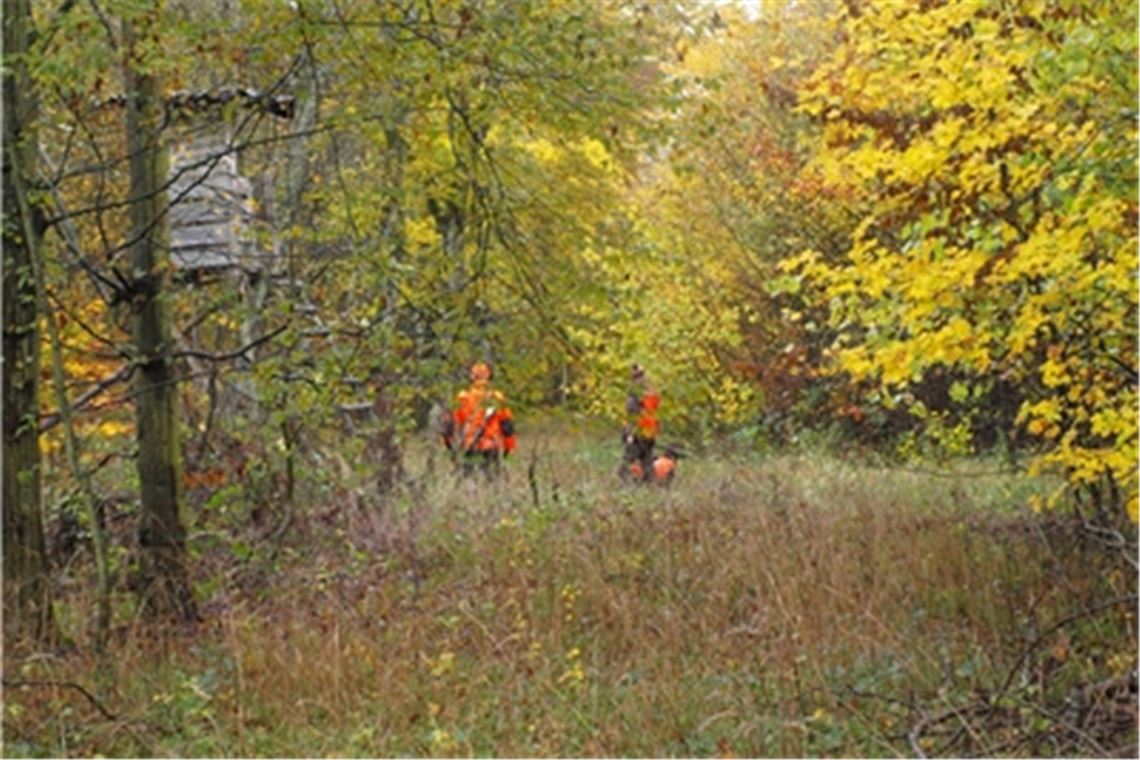 Drückjagden - wie hier im Wald bei Schützingen - finden in der Region regelmäßig statt. Der Leiter des Forstbezirks Unterland, zu dem auch der Staatswald um Mühlacker gehört, zieht zum Ende der Saison eine Bilanz. Foto: Archiv