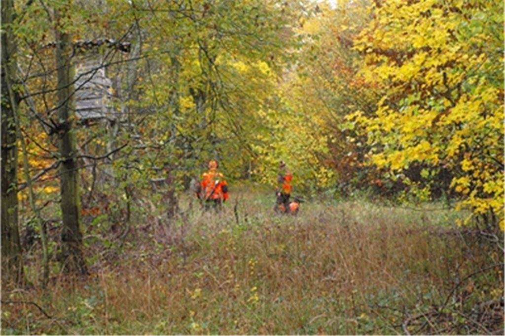 Drückjagden - wie hier im Wald bei Schützingen - finden in der Region regelmäßig statt. Der Leiter des Forstbezirks Unterland, zu dem auch der Staatswald um Mühlacker gehört, zieht zum Ende der Saison eine Bilanz. Foto: Archiv