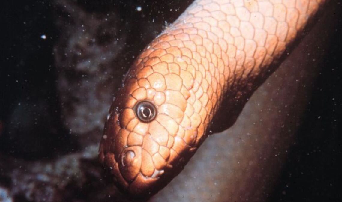 Dubois’ Seeschlange (Aipysurus duboisii, Symbolbild Seeschlange): Dieses elegante Tier gilt als giftigste Seeschlange, die in Australien am Great Barrier Riff, in Indonesien, im Korallenmeer, in Neukaledonien, Papua-Neuguinea und Taiwan vorkommt. Ein Biss der bis zu 150 Zentimeter langen Seeschlange ist kaum zu spüren, doch schon nach 30 Minuten setzt Übelkeit ein, gefolgt von einer Lähmung der Arme und Beine. Danach setzt die Atmung aus. Wenn kein Gegengift verabreicht wird, stirbt man qualvoll innerhalb von drei Tagen.