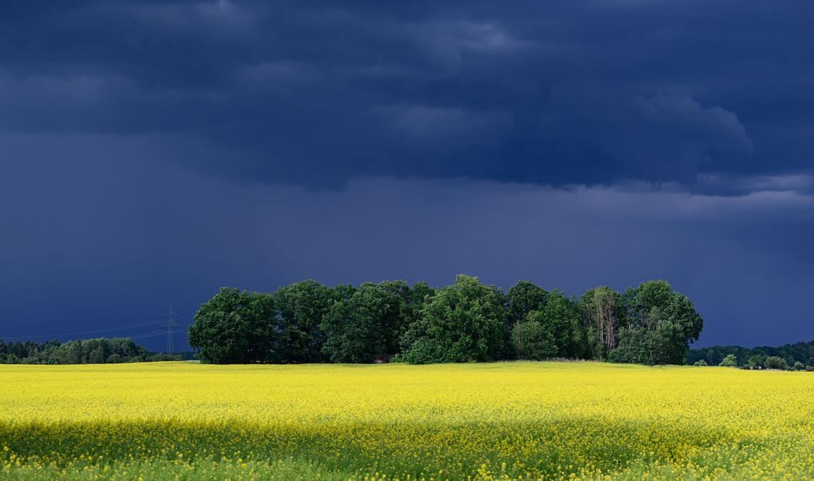 Dunkle Wolken ziehen über ein Rapsfeld nahe Lomske in der sächsischen Oberlausitz.