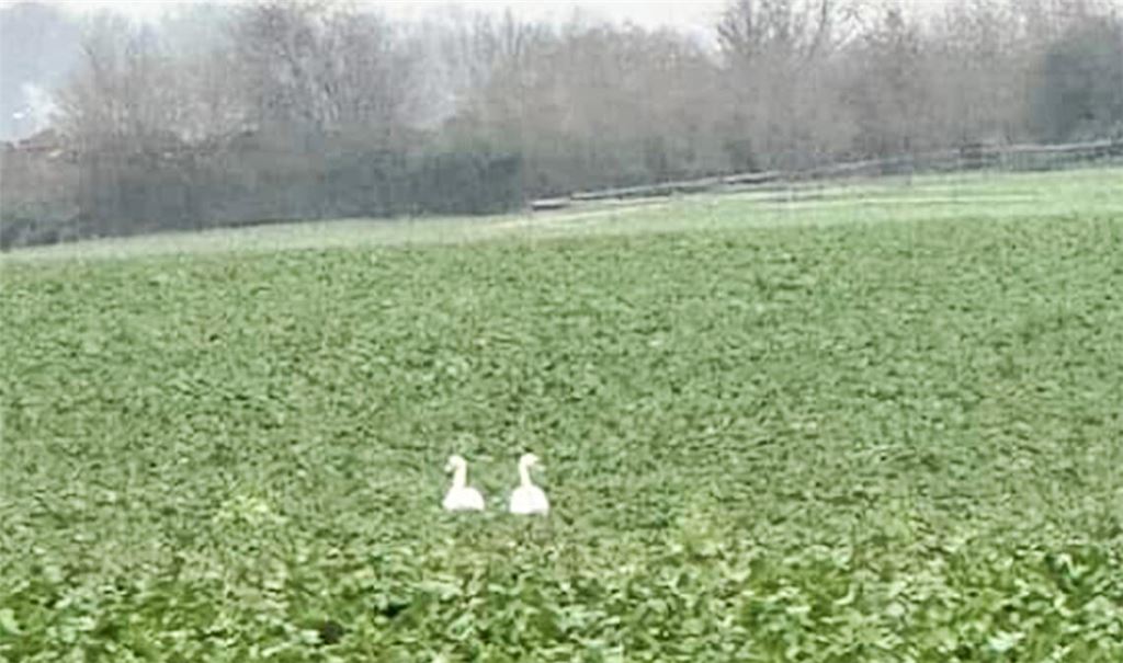 Duo im Feld. Foto: privat