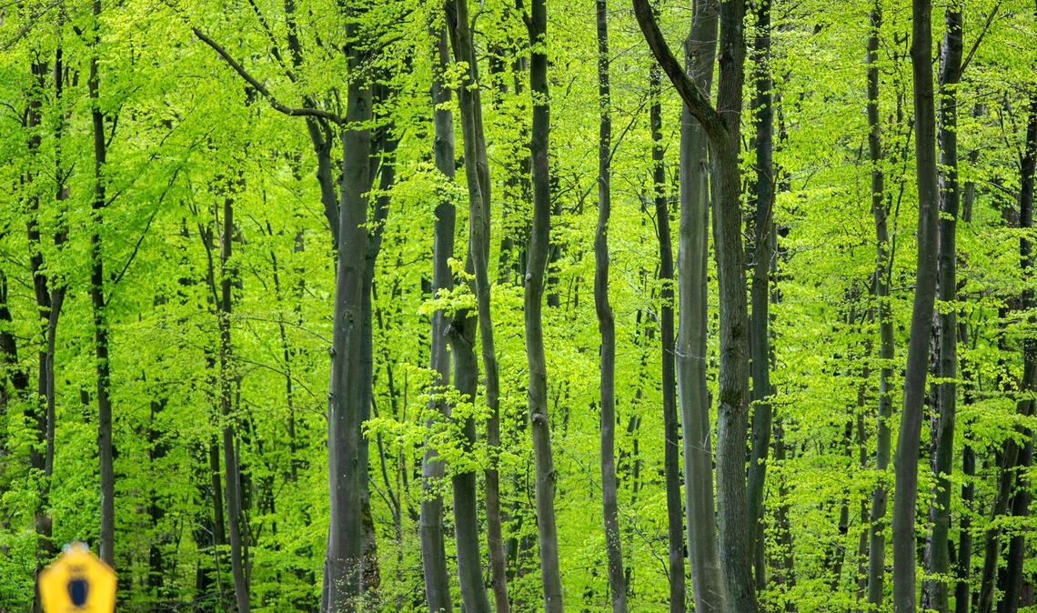 Durch den Klimawandel kommen selbst Buchen an ihre Grenzen. (Archivfoto)