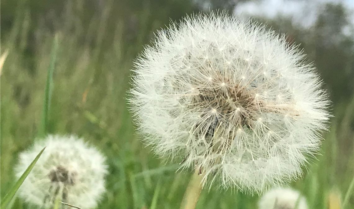 Durch die (Puste-)Blume.   Foto: Rita-Rose Schneider