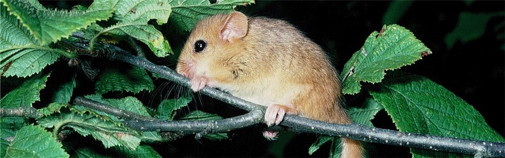 Durch europäisches Recht besonders streng geschützt: die kleine Haselmaus, die nur selten jemand zu Gesicht bekommt.Foto: Lechner
