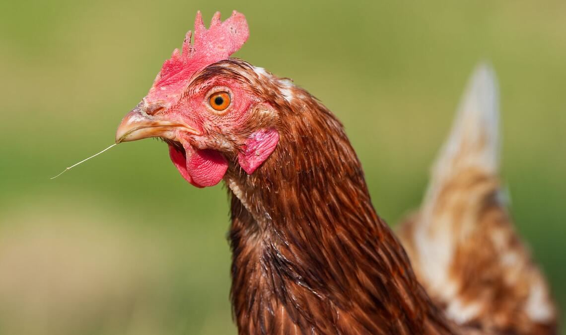 Durchgeführt wurde die Studie mit 20 Küken. (Symbolbild)