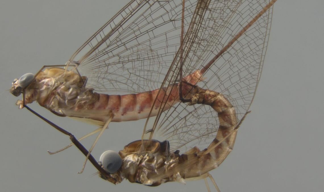 Ecdyonurus venosus bei der Paarung: Das Weibchen oben, das Männchen unten. Die Tiere sind etwa 1,2 cm lang.