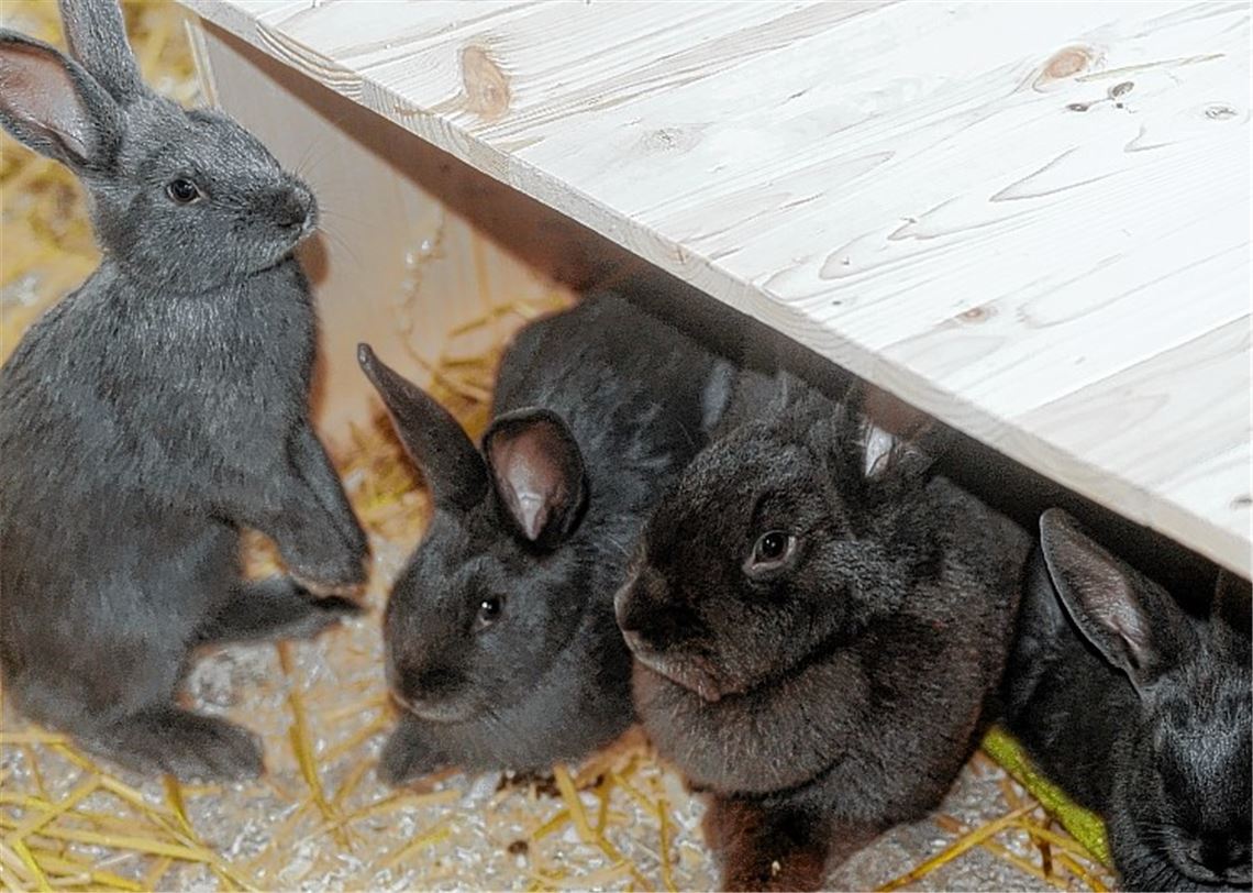 Kaninchen-Kinder begeistern Besucher