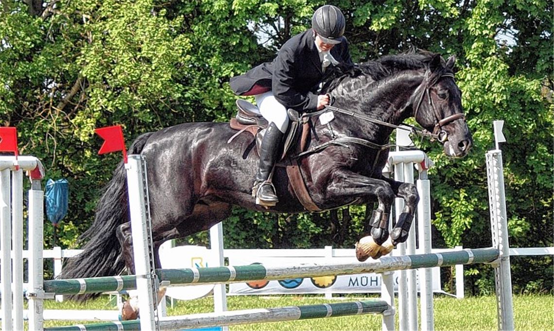 Eckhard Sauer fliegt auf Karino über einen Oxer. Er ist der Routinier unter den Springreitern des TV Mühlacker. Fotos: Appich