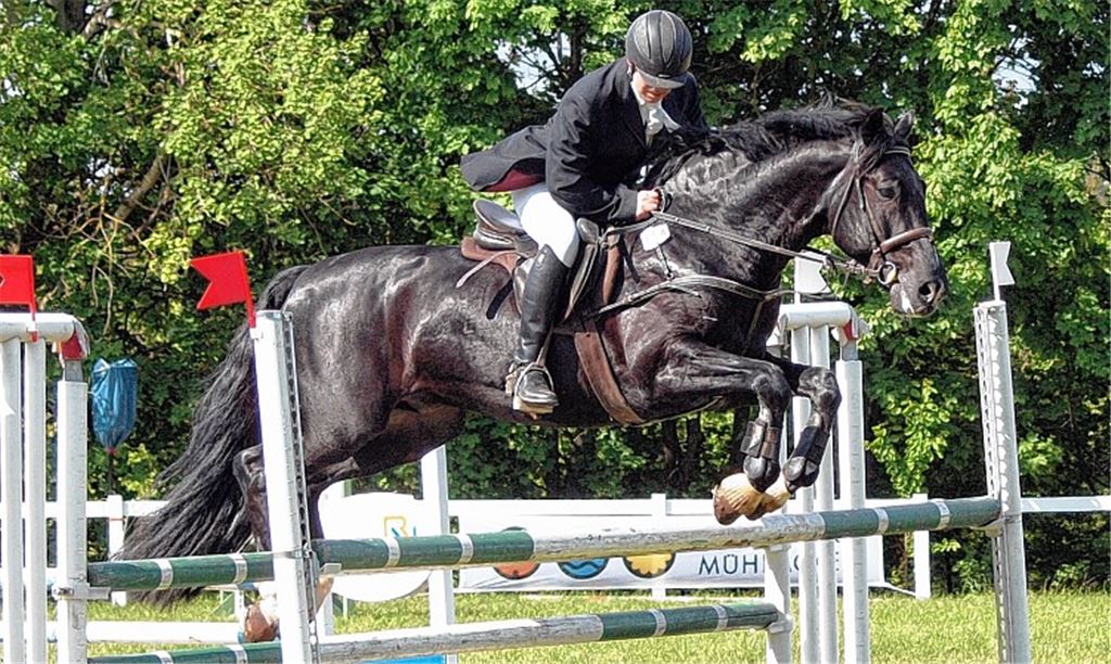 Eckhard Sauer fliegt auf Karino über einen Oxer. Er ist der Routinier unter den Springreitern des TV Mühlacker. Fotos: Appich
