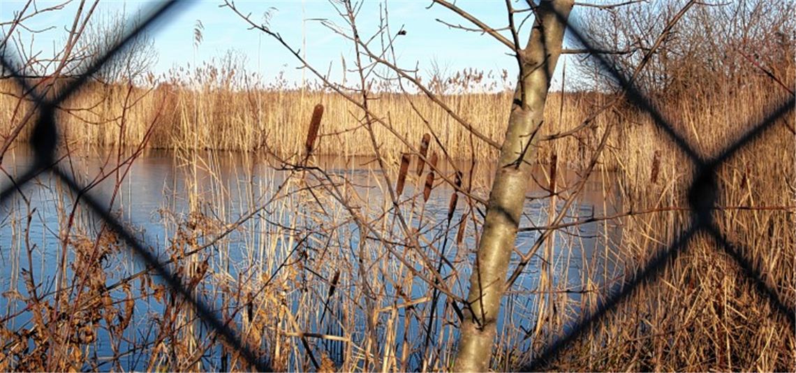 Ehemalige Tongrube bei Pinache: Aus einem Teil der Fläche, auf der sich ein See gebildet hat, wird ein Refugium für schützenswerte Tiere und Pflanzen.