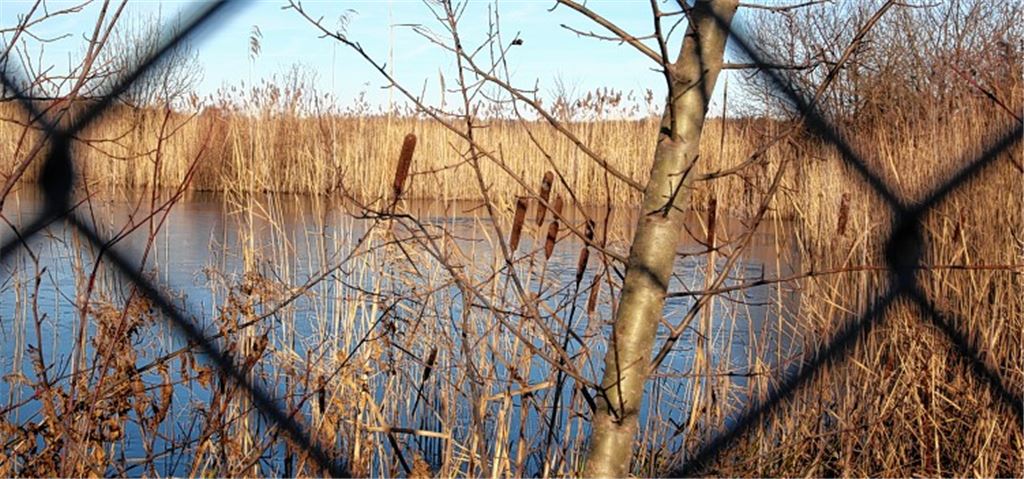 Ehemalige Tongrube bei Pinache: Aus einem Teil der Fläche, auf der sich ein See gebildet hat, wird ein Refugium für schützenswerte Tiere und Pflanzen.