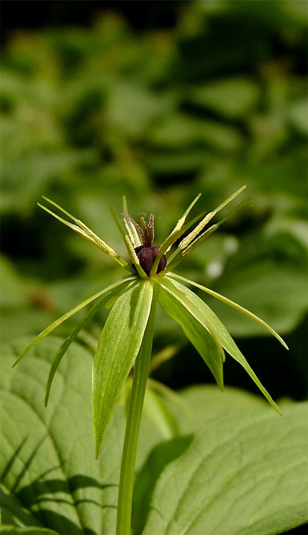 Eher unscheinbar und dennoch die „Blume des Jahres“: die Einbeere. Foto: Lechner