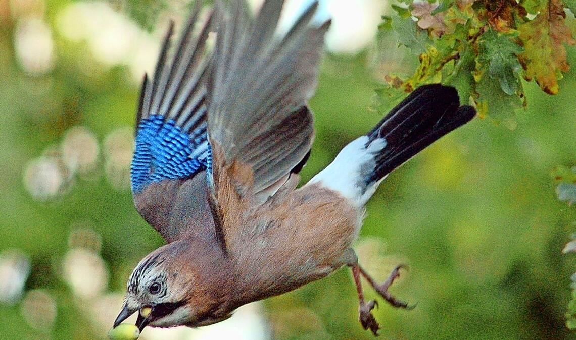 Eichelhäher (Garrulus glandarius) .