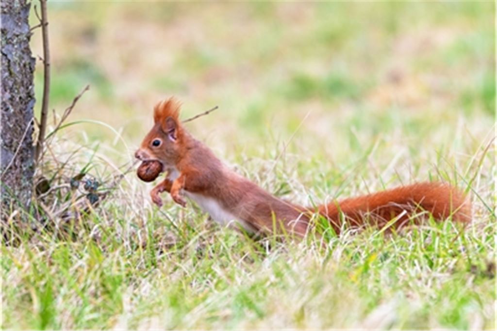 Eichhörnchen am Senderhang. Foto: Horst Lachstädter