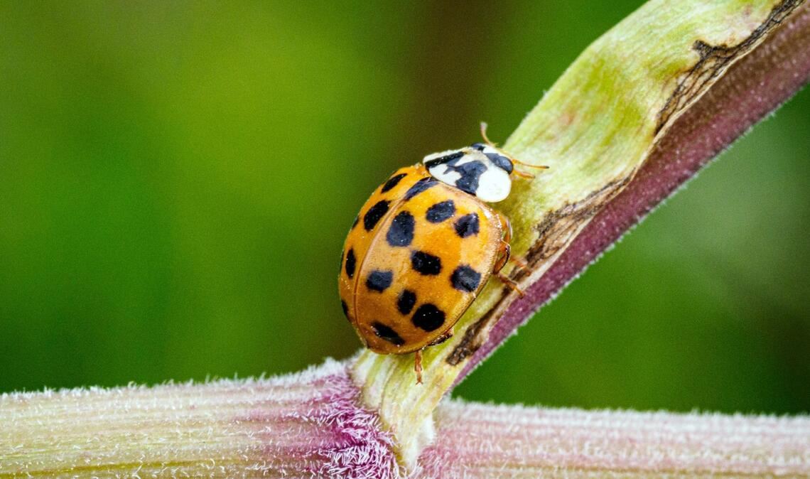 Ein Asiatischer Marienkäfer krabbelt im Naturschutzgebiet Ferbitzer Bruch - und vielleicht auch im heimischen Garten?