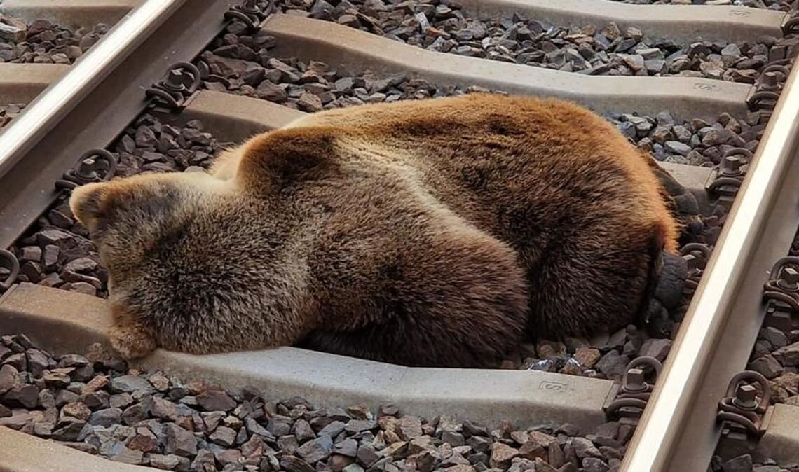 Ein Bär liegt tot auf den Gleisen in der Nähe des Bahnhofs Schwarzach-St. Veit, nachdem er mit einem Zug zusammengestoßen ist.