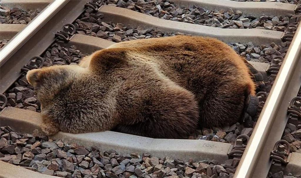 Ein Bär liegt tot auf den Gleisen in der Nähe des Bahnhofs Schwarzach-St. Veit, nachdem er mit einem Zug zusammengestoßen ist.