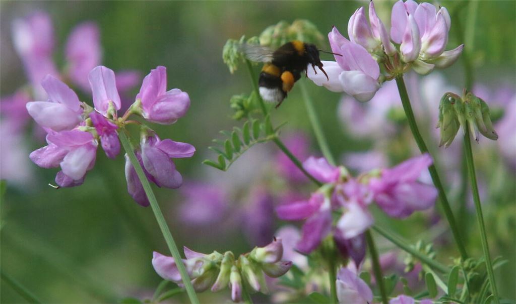 Ein Beispiel für die Bedeutung der EU für den Naturschutz sind die FFH-Richtlinien. Symbolfoto: Archiv/Disselhoff