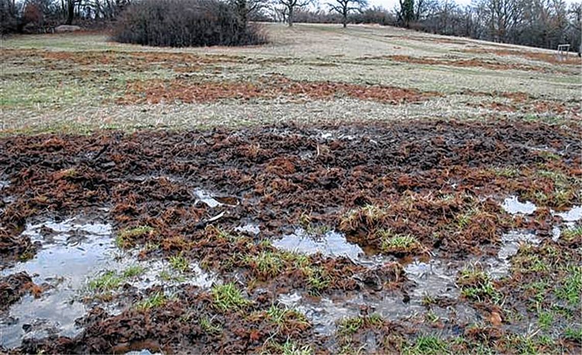 Ein Beleg für die Schäden, die Schwarzkittel auf Nahrungssuche anrichten können: Hans-Werner Herre hat die aktuellen Verwüstungen auf seiner Obstwiese im Bild festgehalten.
