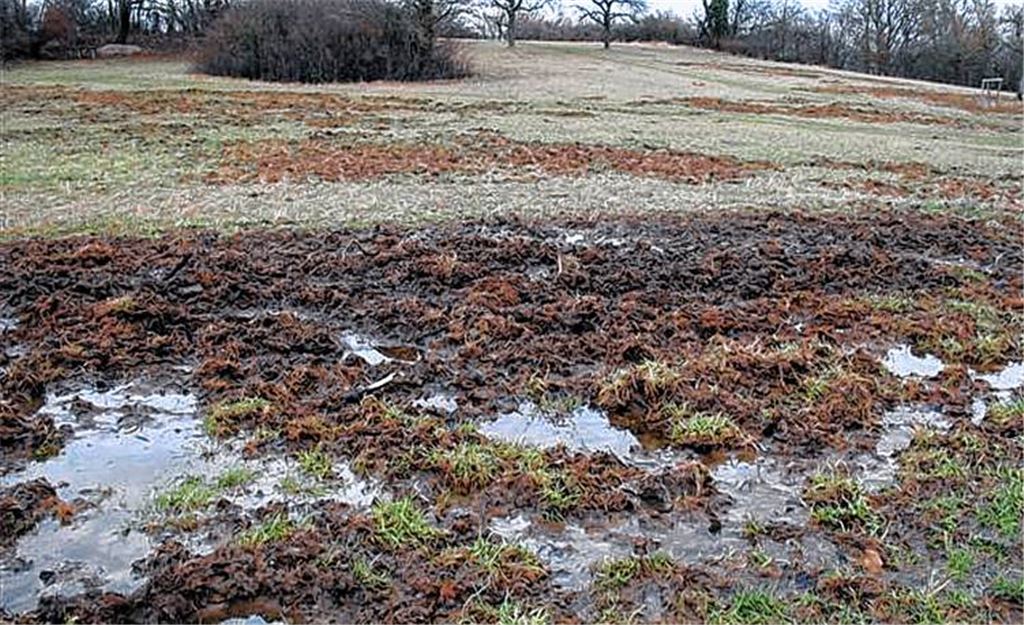 Ein Beleg für die Schäden, die Schwarzkittel auf Nahrungssuche anrichten können: Hans-Werner Herre hat die aktuellen Verwüstungen auf seiner Obstwiese im Bild festgehalten.
