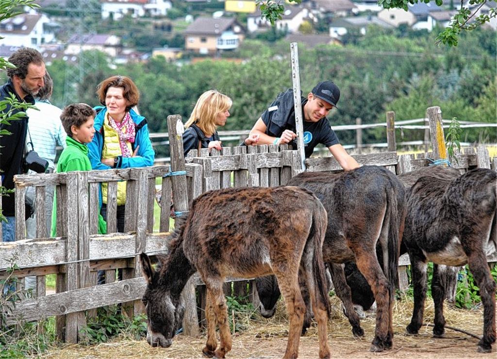 Ein Besuch bei den Eseln. Foto: Stahlfeld