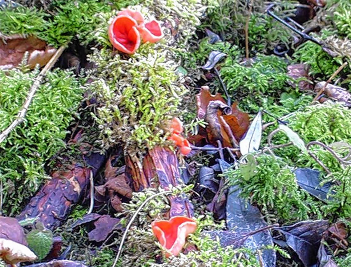 Ein Bild aus früheren Jahren: der Scharlachrote Prachtbecherling.Archiv