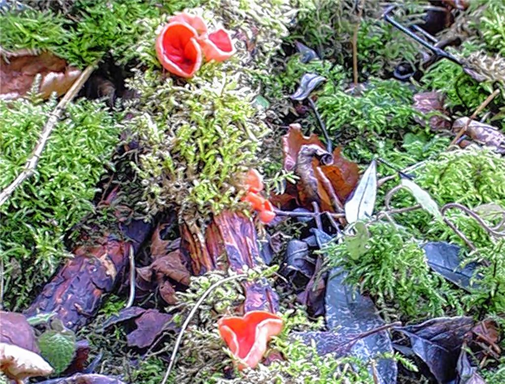 Ein Bild aus früheren Jahren: der Scharlachrote Prachtbecherling.Archiv