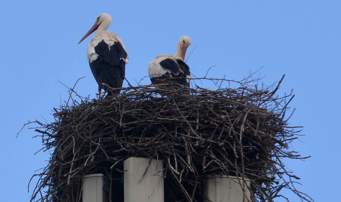 Ein Bild, das vielen Beobachtern Hoffnung macht: Im Dürrmenzer Horst zeigt sich ab und zu ein zweiter Storch. Doch nach dem Tod des ursprünglichen „Hausherrn“ ist das Nest auch oft verwaist. Foto: Bosch