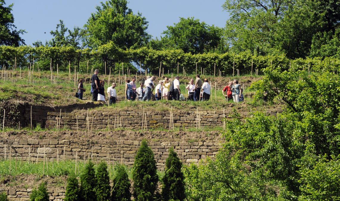 Ein Bild von 2013, das am Klosterberg zum Abschluss eines aufwendigen Projekts entstand: Vertreter von Stadt, Kreis, Land und Bund begutachten die in dreijähriger Arbeit sanierten Trockenmauern am Maulbronner Klosterberg. Die Instandhaltung ist eine Daueraufgabe, wie sich in diesen Tagen zeigt. Foto: Archiv/Fotomoment