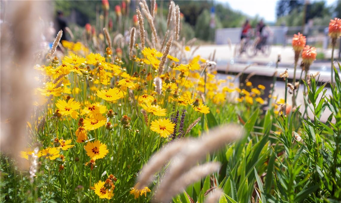 Gießen wird zur Herausforderung Ein Blumenbeet in den Enzgärten – nur ein Beispiel für durstige Pflanzen, denen sich die Stadt Mühlacker in heißen Tagen, aber auch sonst widmen muss. Foto: Fotomoment