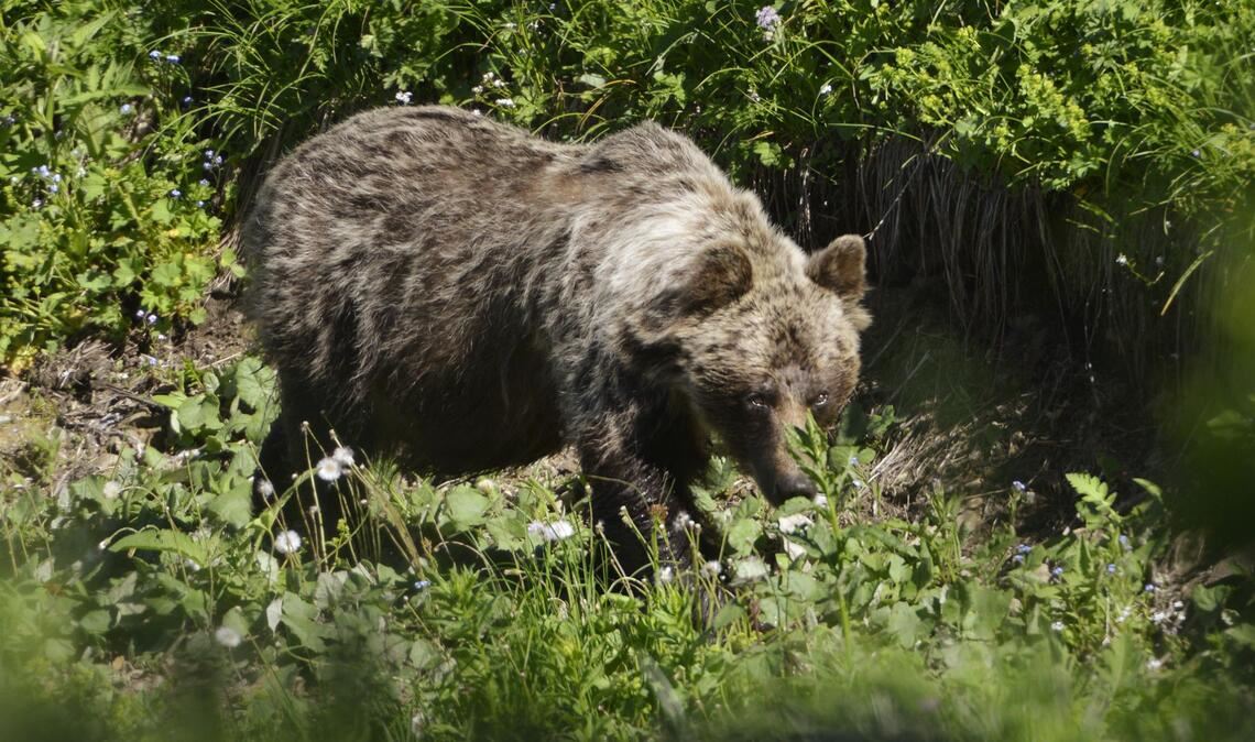 Ein Braunbär ist im Tal Zadné Meďodoly in Tatranská Javorina unterwegs. (Archivbild)