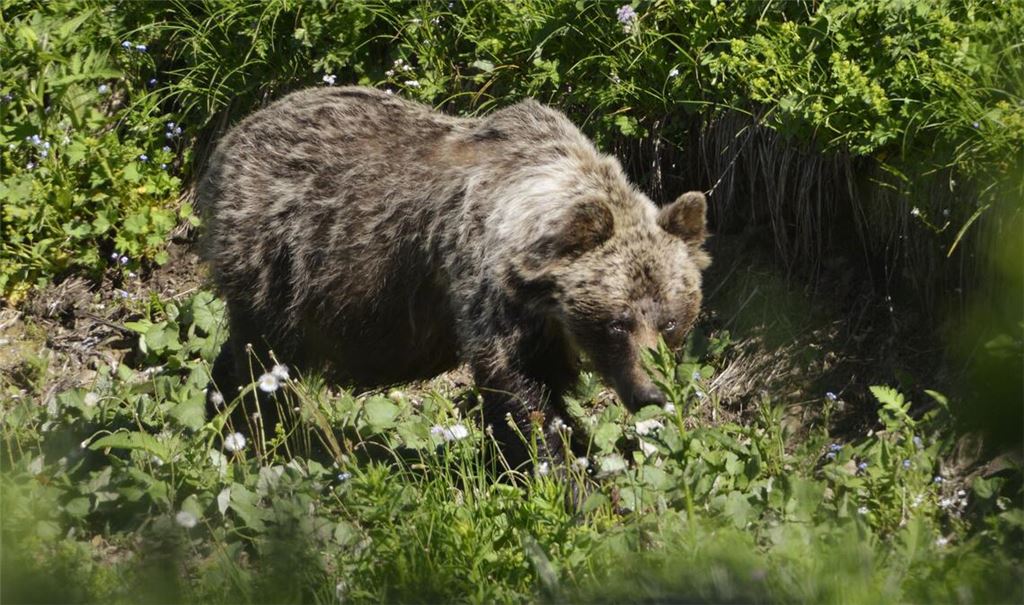 Ein Braunbär ist im Tal Zadné Meďodoly in Tatranská Javorina unterwegs. (Archivbild)