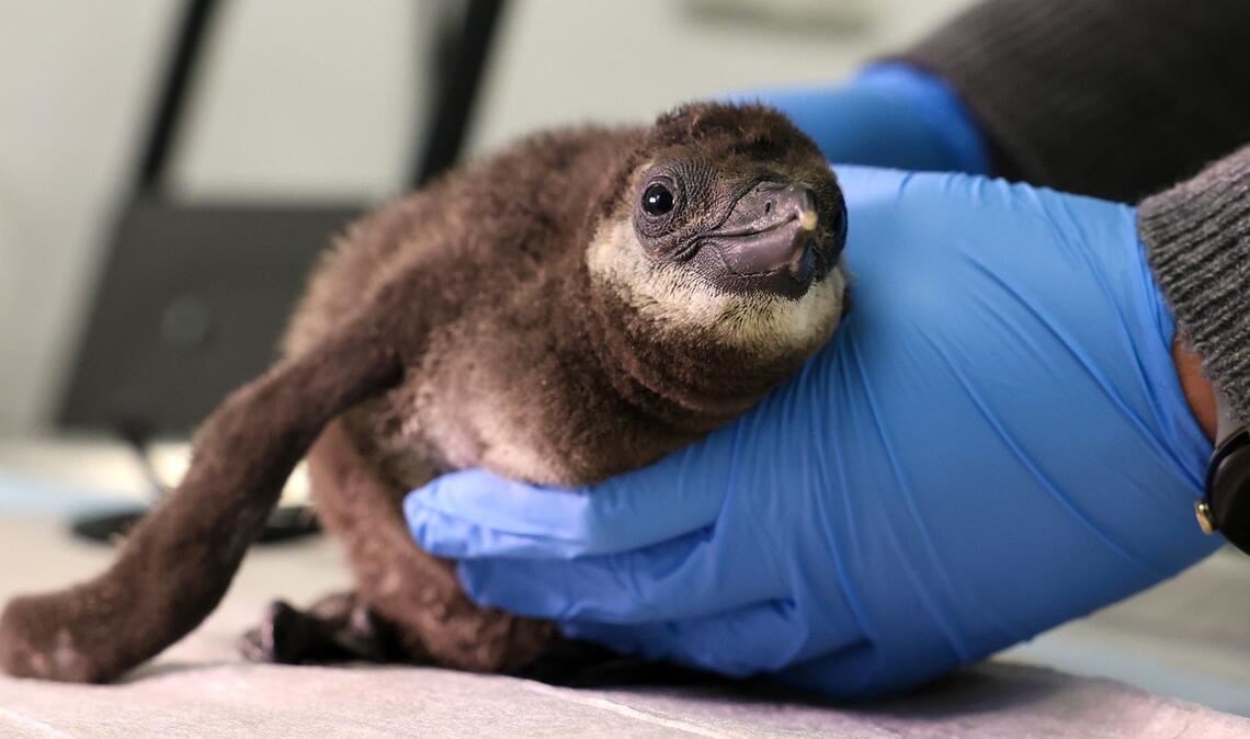 Ein Brillenpinguin-Küken wird im Zoo in Magdeburg ärztlich untersucht.