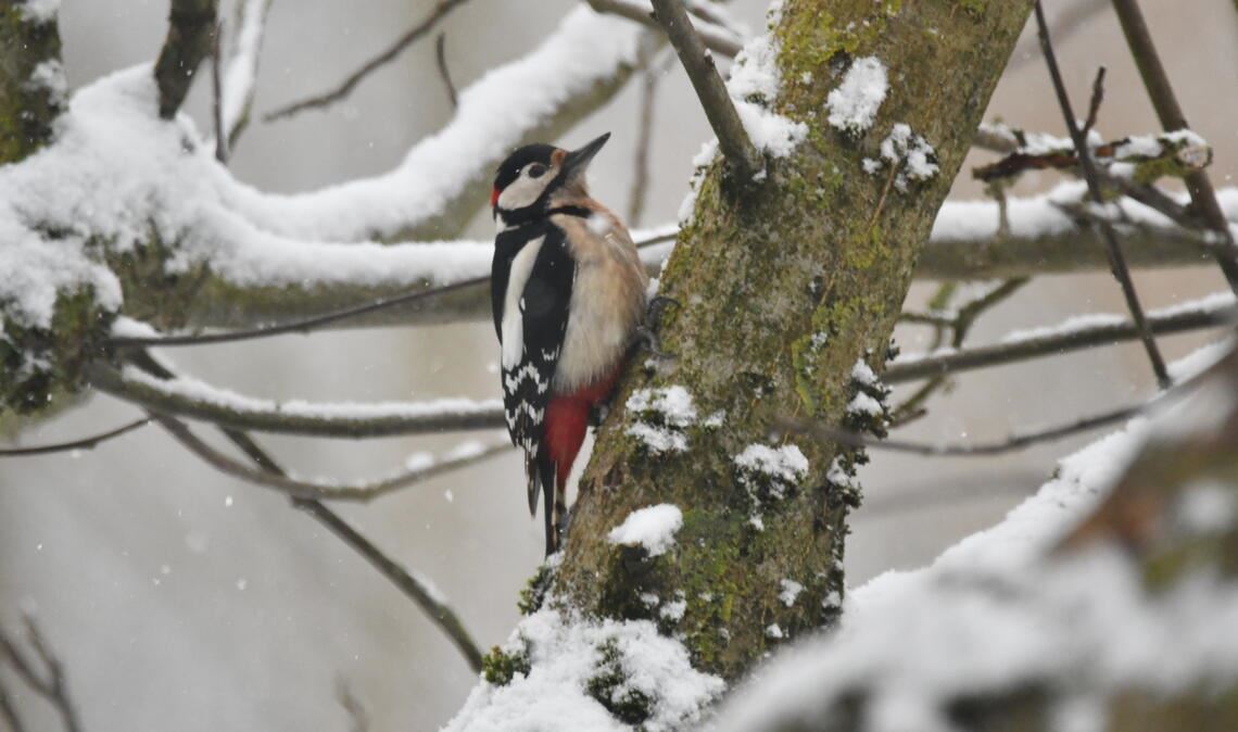 Winterwetter bringt Vögel in die Gärten Ein Buntspecht setzt vor winterlichem Hintergrund farbenfrohe Akzente. Fotos: Bosch