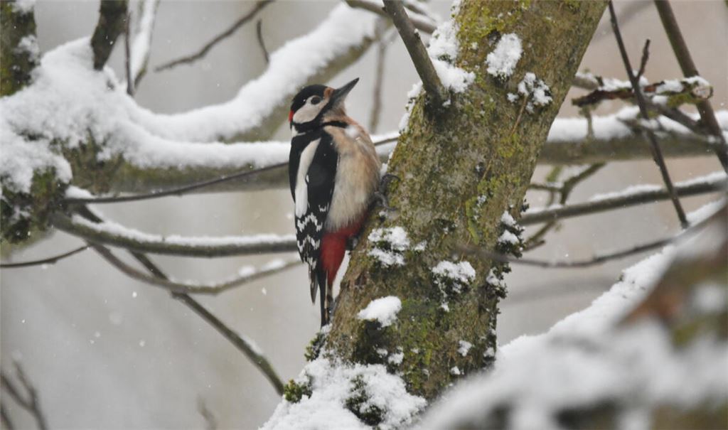 Ein Buntspecht setzt vor winterlichem Hintergrund farbenfrohe Akzente. Fotos: Bosch