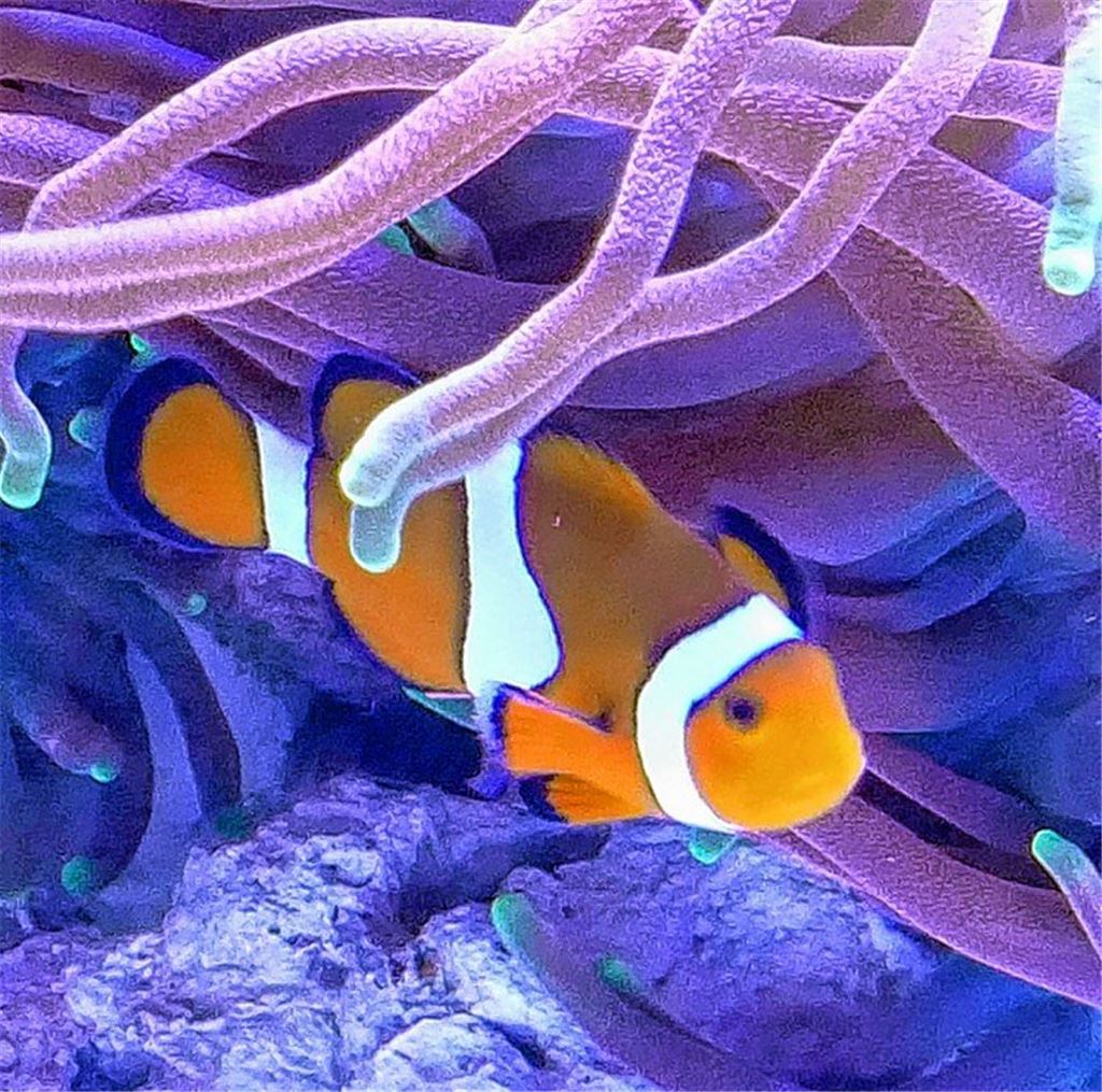 Nemo und Co. halten Einzug