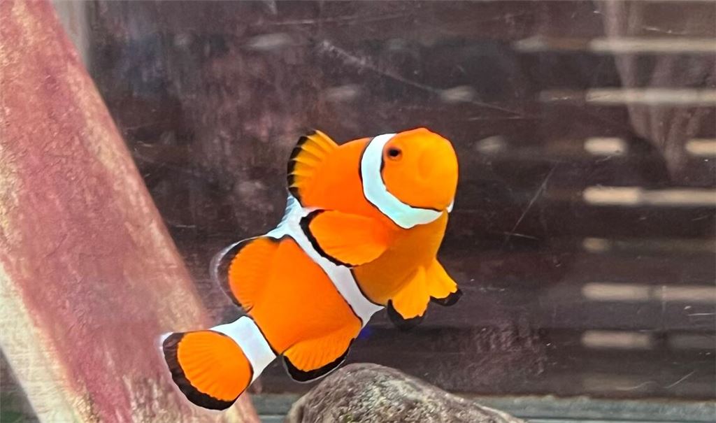 Ein Clownfisch schwimmt in einem Becken im Marine Discovery Centre des Resorts SAii Phi Phi Island Village.