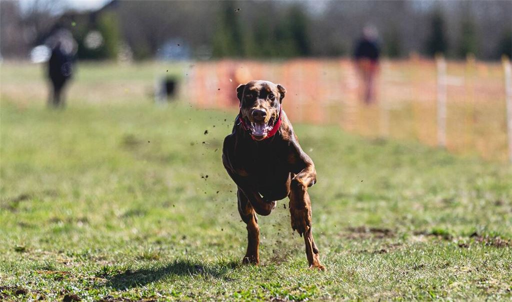Ein Dobermann riss das Mädchen zu Boden (Symbolbild).