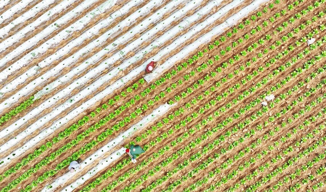 Ein Drohnenfoto zeigt Bauern bei der Arbeit in einem Gemüseanbaugebiet im Kreis Tancheng.