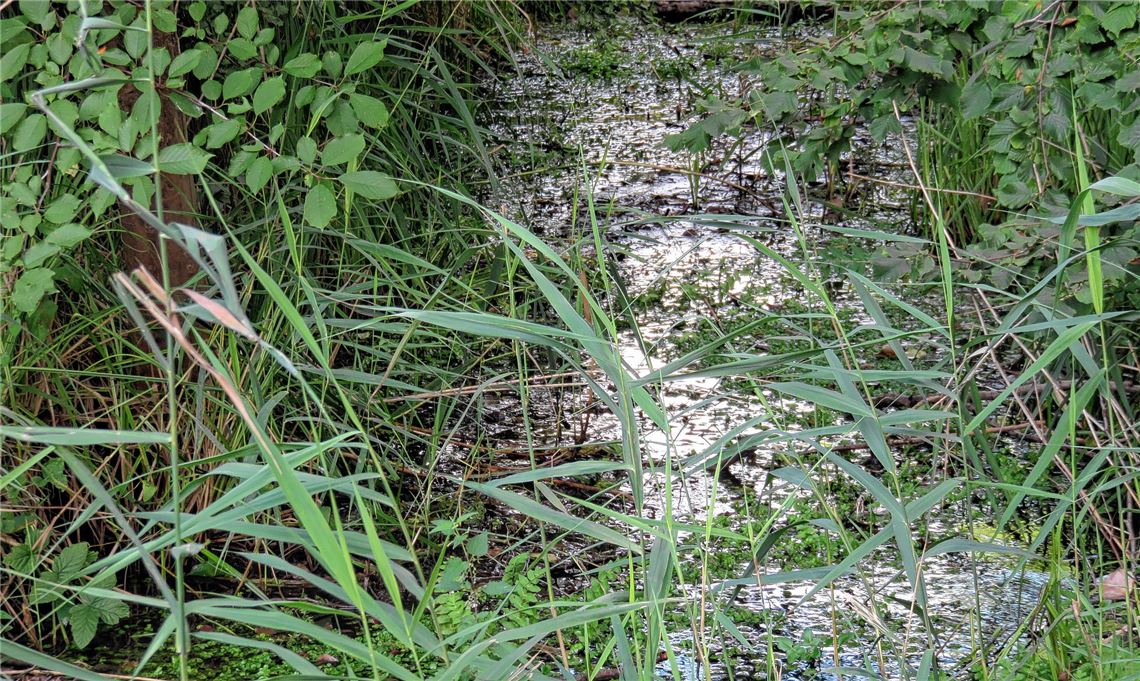 Ein Dschungel im Kleinen: Unterhalb des Dorfes Schönenberg plätschert still und heimlich, aber auch unheimlich laut auf Unnahbarkeit pochend, ein Minibächlein vor sich hin.Becker