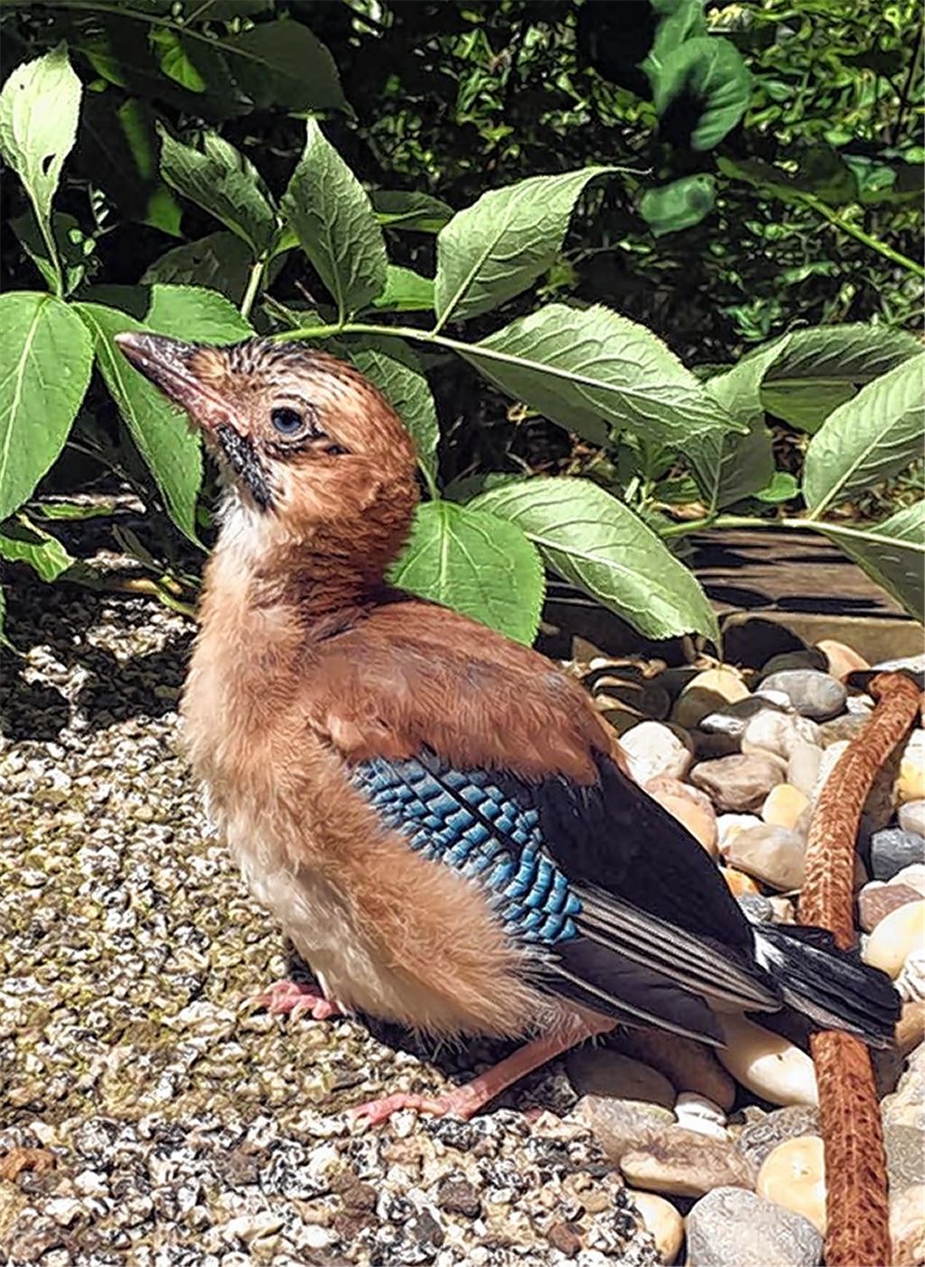 Piepsender Jungvogel trifft Retter