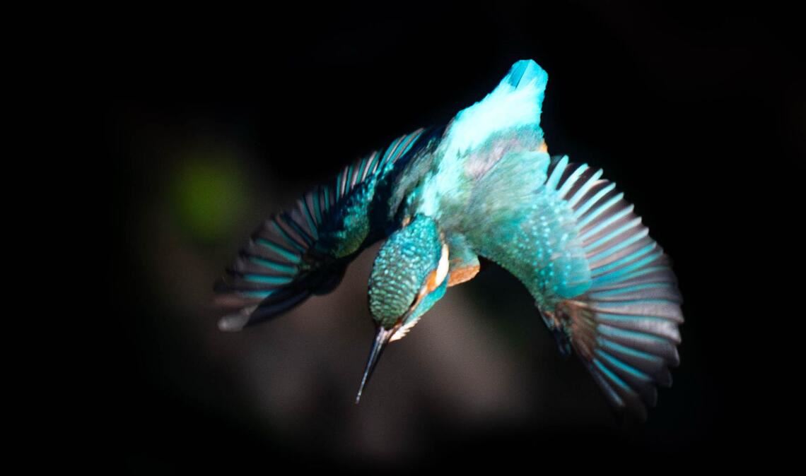 Ein Eisvogel fliegt von einem Ast im Osten Londons.