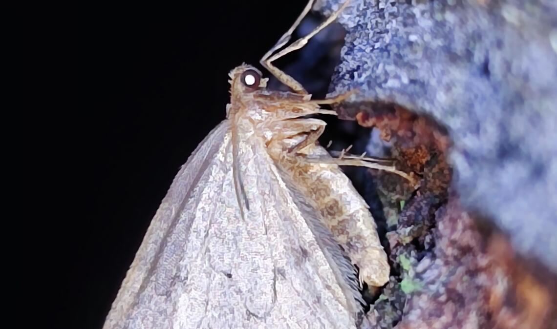 Ein Frostspanner auf Klettertour.Fotos: Bosch