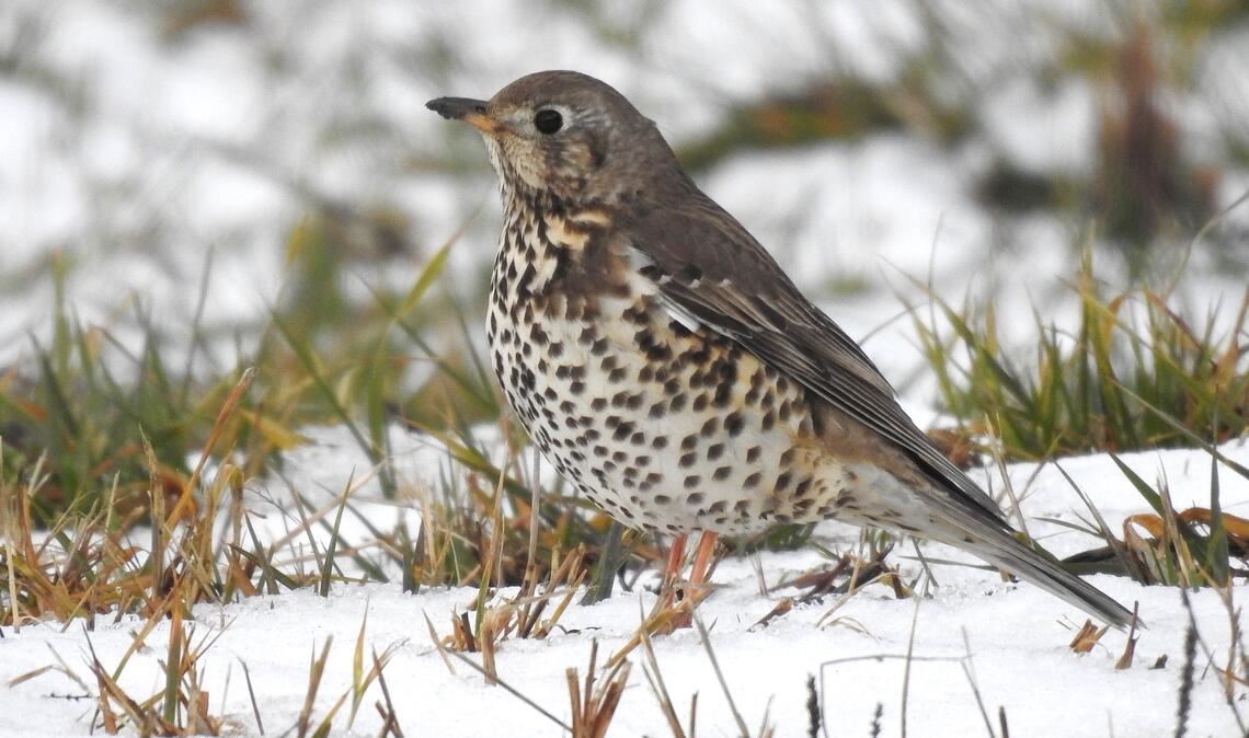 Ein Frühlingsbote: Die Misteldrossel ist in der Region weit verbreitet. Foto: Dr. Stefan Bosch