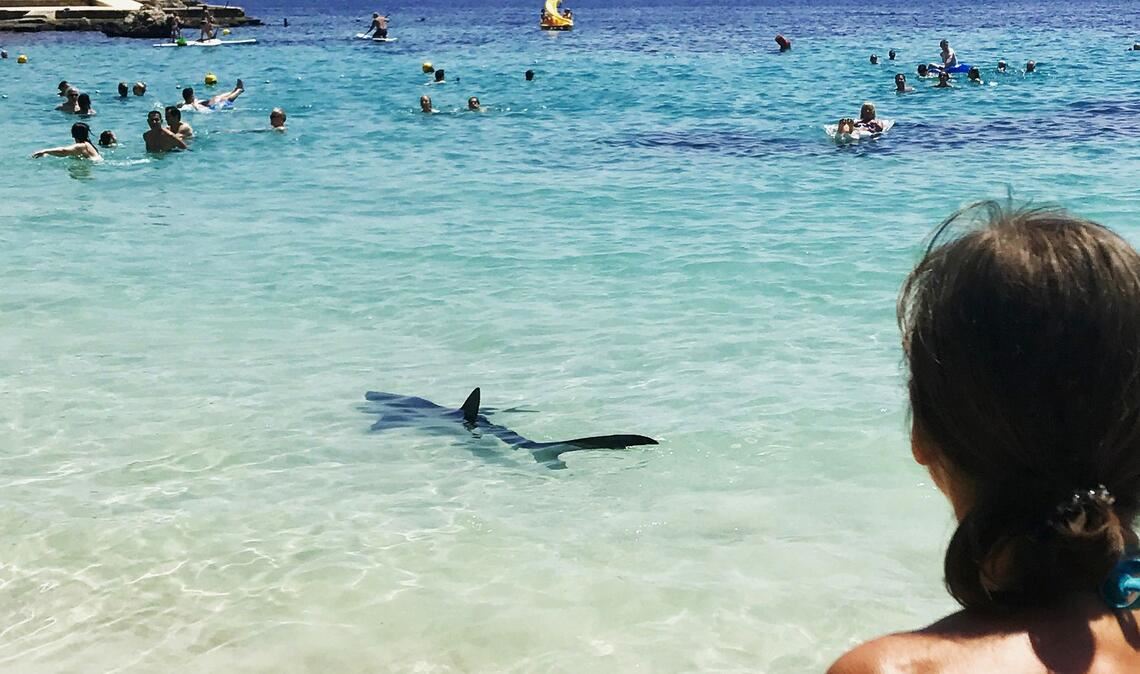 Ein Hai schwimmt durch flaches Wasser auf Mallorca und erschreckt Badegäste.